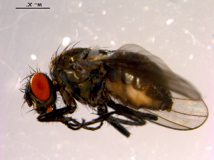  ( - 10PROBE-14074)  @13 [ ] CreativeCommons - Attribution (2011) CBG Photography Group Centre for Biodiversity Genomics