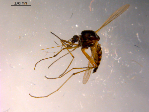  ( - 10PROBE-14200)  @13 [ ] CreativeCommons - Attribution (2011) CBG Photography Group Centre for Biodiversity Genomics