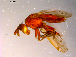  ( - 10PROBE-14220)  @12 [ ] CreativeCommons - Attribution (2011) CBG Photography Group Centre for Biodiversity Genomics