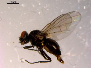  ( - 10PROBE-14234)  @12 [ ] CreativeCommons - Attribution (2011) CBG Photography Group Centre for Biodiversity Genomics