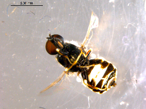  ( - 10PROBE-14317)  @12 [ ] CreativeCommons - Attribution (2011) CBG Photography Group Centre for Biodiversity Genomics
