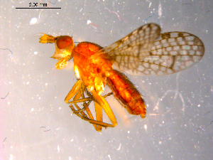  ( - 10PROBE-14344)  @12 [ ] CreativeCommons - Attribution (2011) CBG Photography Group Centre for Biodiversity Genomics