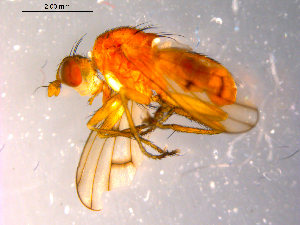  ( - 10PROBE-14348)  @13 [ ] CreativeCommons - Attribution (2011) CBG Photography Group Centre for Biodiversity Genomics