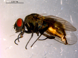 ( - 10PROBE-14369)  @13 [ ] CreativeCommons - Attribution (2011) CBG Photography Group Centre for Biodiversity Genomics