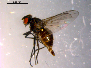  ( - 10PROBE-14376)  @13 [ ] CreativeCommons - Attribution (2011) CBG Photography Group Centre for Biodiversity Genomics