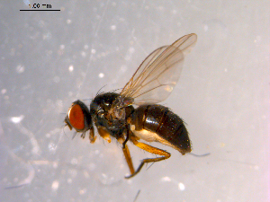  ( - 10PROBE-14378)  @13 [ ] CreativeCommons - Attribution (2011) CBG Photography Group Centre for Biodiversity Genomics