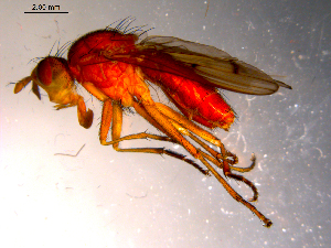  ( - 10PROBE-14425)  @12 [ ] CreativeCommons - Attribution (2011) CBG Photography Group Centre for Biodiversity Genomics