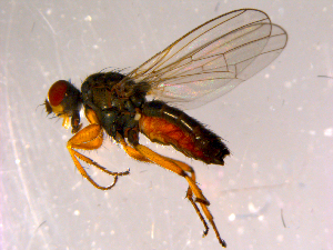 ( - 10PROBE-14441)  @13 [ ] CreativeCommons - Attribution (2011) CBG Photography Group Centre for Biodiversity Genomics