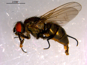  ( - 10PROBE-14462)  @13 [ ] CreativeCommons - Attribution (2011) CBG Photography Group Centre for Biodiversity Genomics