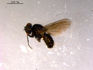  ( - 10PROBE-14522)  @12 [ ] CreativeCommons - Attribution (2011) CBG Photography Group Centre for Biodiversity Genomics