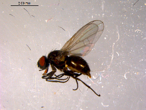  ( - 10PROBE-14532)  @13 [ ] CreativeCommons - Attribution (2011) CBG Photography Group Centre for Biodiversity Genomics