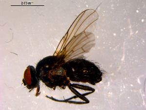  ( - 10PROBE-14539)  @12 [ ] CreativeCommons - Attribution (2011) CBG Photography Group Centre for Biodiversity Genomics