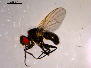  ( - 10PROBE-14545)  @13 [ ] CreativeCommons - Attribution (2011) CBG Photography Group Centre for Biodiversity Genomics