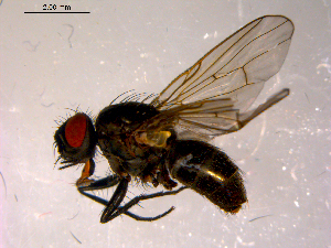  ( - 10PROBE-14548)  @13 [ ] CreativeCommons - Attribution (2011) CBG Photography Group Centre for Biodiversity Genomics