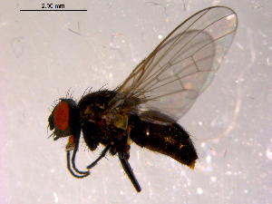  ( - 10PROBE-14552)  @13 [ ] CreativeCommons - Attribution (2011) CBG Photography Group Centre for Biodiversity Genomics