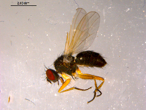  ( - 10PROBE-14587)  @13 [ ] CreativeCommons - Attribution (2011) CBG Photography Group Centre for Biodiversity Genomics