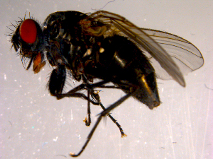  ( - 10PROBE-14601)  @13 [ ] CreativeCommons - Attribution (2011) CBG Photography Group Centre for Biodiversity Genomics