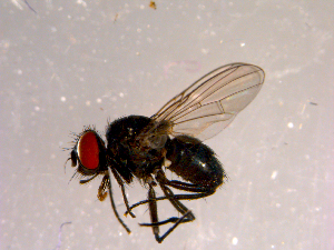  ( - 10PROBE-14608)  @13 [ ] CreativeCommons - Attribution (2011) CBG Photography Group Centre for Biodiversity Genomics