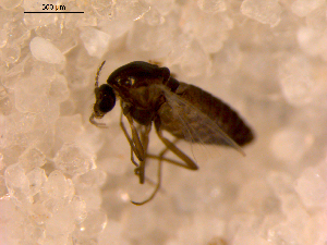  ( - 10PROBE-14721)  @12 [ ] CreativeCommons - Attribution (2011) CBG Photography Group Centre for Biodiversity Genomics