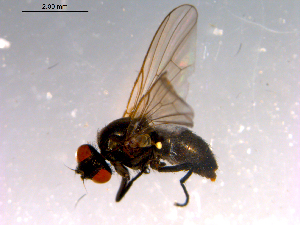  ( - 10PROBE-14752)  @12 [ ] CreativeCommons - Attribution (2011) CBG Photography Group Centre for Biodiversity Genomics
