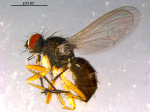  ( - 10PROBE-14756)  @14 [ ] CreativeCommons - Attribution (2011) CBG Photography Group Centre for Biodiversity Genomics