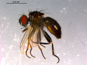  ( - 10PROBE-14761)  @13 [ ] CreativeCommons - Attribution (2011) CBG Photography Group Centre for Biodiversity Genomics
