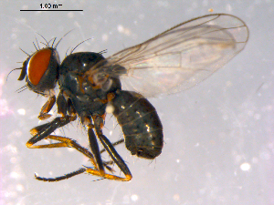  ( - 10PROBE-14766)  @13 [ ] CreativeCommons - Attribution (2011) CBG Photography Group Centre for Biodiversity Genomics