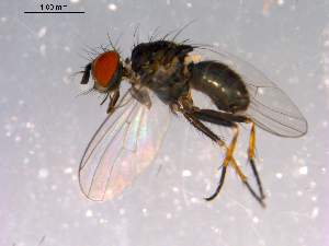  ( - 10PROBE-14768)  @13 [ ] CreativeCommons - Attribution (2011) CBG Photography Group Centre for Biodiversity Genomics