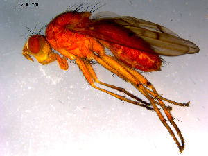  ( - 10PROBE-14771)  @13 [ ] CreativeCommons - Attribution (2011) CBG Photography Group Centre for Biodiversity Genomics