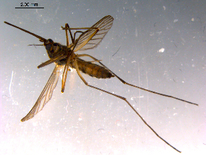  ( - 10PROBE-14774)  @13 [ ] CreativeCommons - Attribution (2011) CBG Photography Group Centre for Biodiversity Genomics