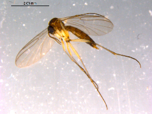  ( - 10PROBE-14784)  @12 [ ] CreativeCommons - Attribution (2011) CBG Photography Group Centre for Biodiversity Genomics