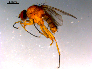  ( - 10PROBE-14807)  @13 [ ] CreativeCommons - Attribution (2011) CBG Photography Group Centre for Biodiversity Genomics