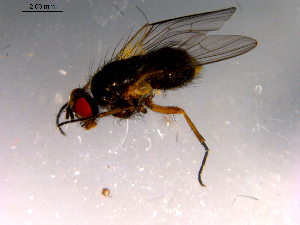  ( - 10PROBE-14817)  @13 [ ] CreativeCommons - Attribution (2011) CBG Photography Group Centre for Biodiversity Genomics