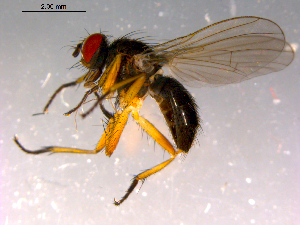  ( - 10PROBE-14828)  @13 [ ] CreativeCommons - Attribution (2011) CBG Photography Group Centre for Biodiversity Genomics