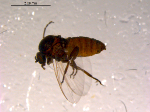  ( - 10PROBE-14839)  @12 [ ] CreativeCommons - Attribution (2011) CBG Photography Group Centre for Biodiversity Genomics