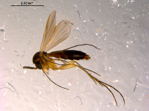  ( - 10PROBE-14858)  @12 [ ] CreativeCommons - Attribution (2011) CBG Photography Group Centre for Biodiversity Genomics
