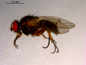  ( - 10PROBE-14965)  @13 [ ] CreativeCommons - Attribution (2011) CBG Photography Group Centre for Biodiversity Genomics