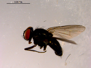  ( - 10PROBE-14982)  @13 [ ] CreativeCommons - Attribution (2011) CBG Photography Group Centre for Biodiversity Genomics