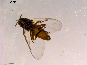  ( - 10PROBE-14986)  @12 [ ] CreativeCommons - Attribution (2011) CBG Photography Group Centre for Biodiversity Genomics