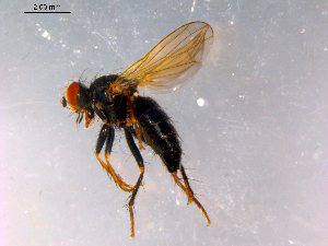  ( - 10PROBE-15056)  @13 [ ] CreativeCommons - Attribution (2011) CBG Photography Group Centre for Biodiversity Genomics