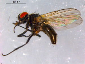  ( - 10PROBE-15071)  @13 [ ] CreativeCommons - Attribution (2011) CBG Photography Group Centre for Biodiversity Genomics