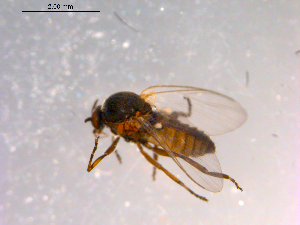  ( - 10PROBE-15079)  @12 [ ] CreativeCommons - Attribution (2011) CBG Photography Group Centre for Biodiversity Genomics