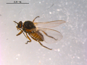  ( - 10PROBE-15080)  @12 [ ] CreativeCommons - Attribution (2011) CBG Photography Group Centre for Biodiversity Genomics