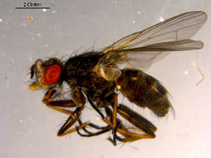  ( - 10PROBE-15113)  @14 [ ] CreativeCommons - Attribution (2011) CBG Photography Group Centre for Biodiversity Genomics