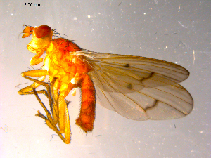  ( - 10PROBE-15132)  @12 [ ] CreativeCommons - Attribution (2011) CBG Photography Group Centre for Biodiversity Genomics