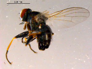  ( - 10PROBE-15142)  @13 [ ] CreativeCommons - Attribution (2011) CBG Photography Group Centre for Biodiversity Genomics