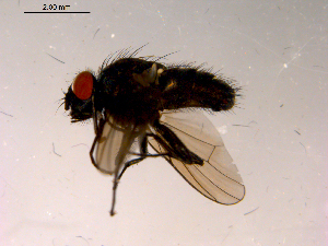  ( - 10PROBE-15183)  @13 [ ] CreativeCommons - Attribution (2011) CBG Photography Group Centre for Biodiversity Genomics
