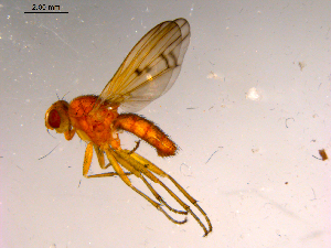  ( - 10PROBE-15217)  @13 [ ] CreativeCommons - Attribution (2011) CBG Photography Group Centre for Biodiversity Genomics