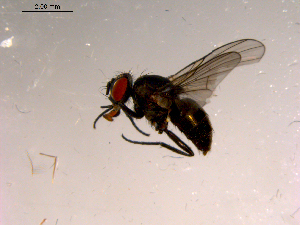  ( - 10PROBE-15246)  @13 [ ] CreativeCommons - Attribution (2011) CBG Photography Group Centre for Biodiversity Genomics