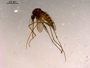  ( - 10PROBE-15257)  @13 [ ] CreativeCommons - Attribution (2011) CBG Photography Group Centre for Biodiversity Genomics